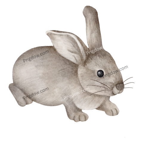 Watercolor rabbit transparent background