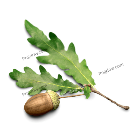 Acorn and Oak Leaf free