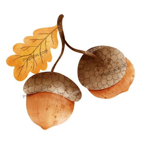 Acorn transparent background image, free