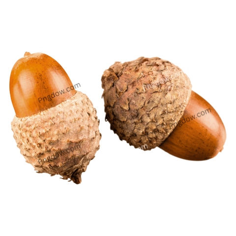 Brown Acorns, transparent background free