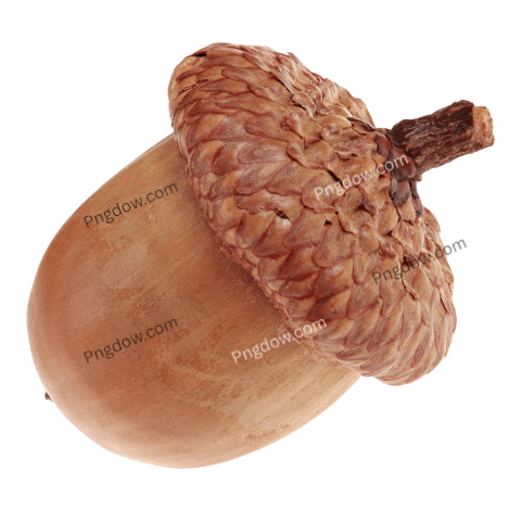 Dry Acorn Cutout transparent background