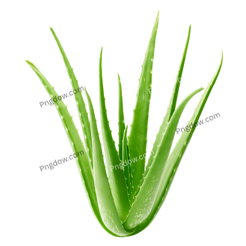 Aloe vera plant, transparent background