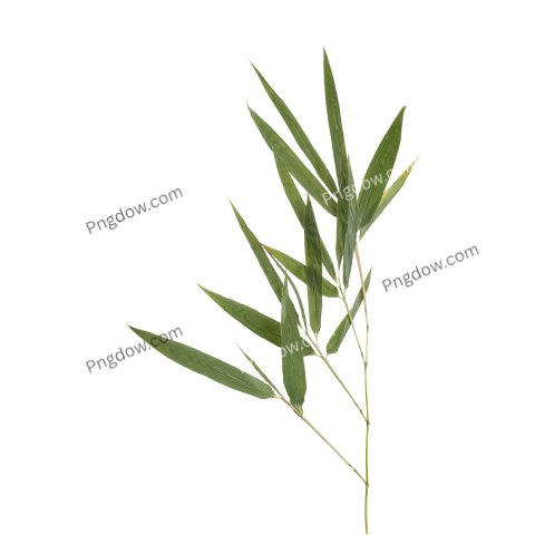 Pressed Bamboo Leaves