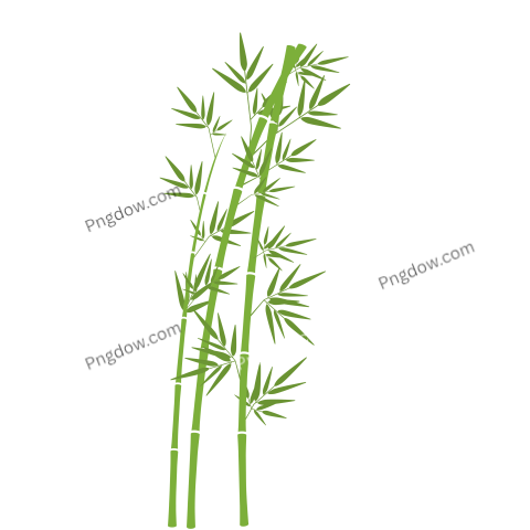 Bamboo Tree Illustration PNG