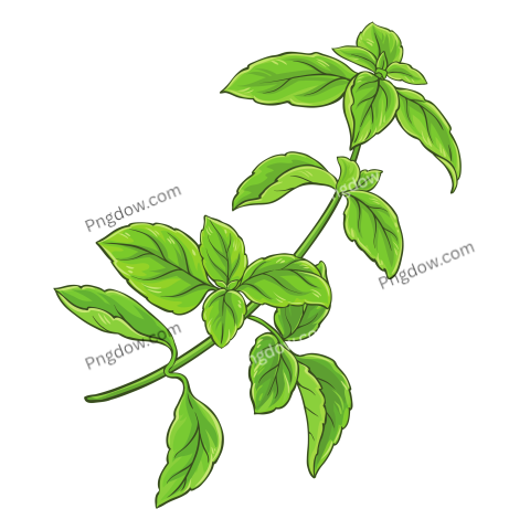 Basil transparent background, (2)