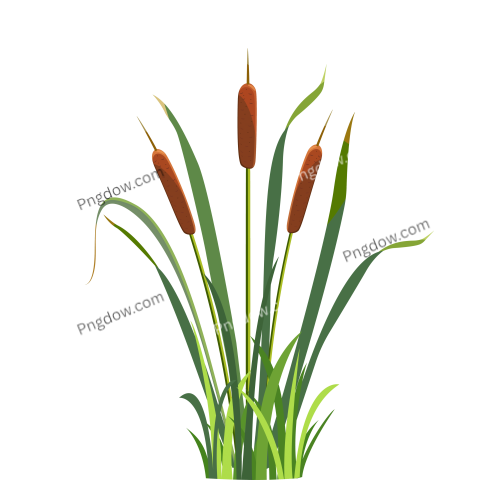 Swamp Bush Png transparent background