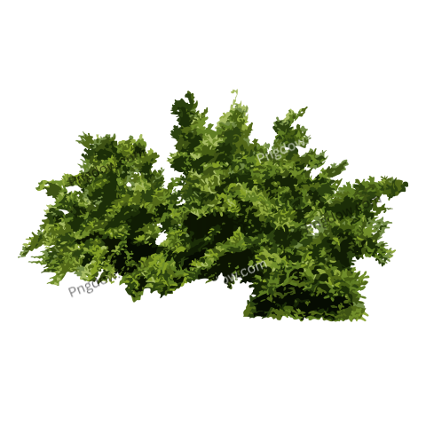 Illustration of a Bush Png transparent background