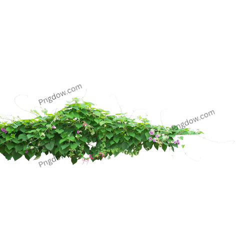 Shrub transparent background images