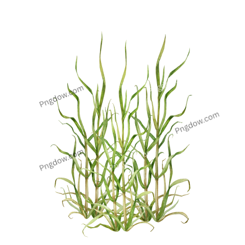 Cane plants watercolor illustration
