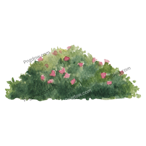 Bush Watercolor Illustration