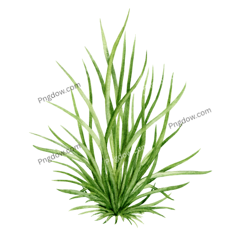 Grass bush illustration free