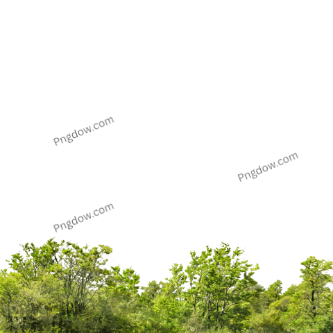 Isolated Forest Tree Background
