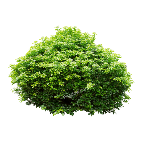 Green Lush Shrub Png transparent background