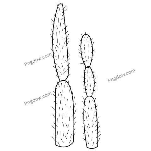 Cactus Outline transparent image for free