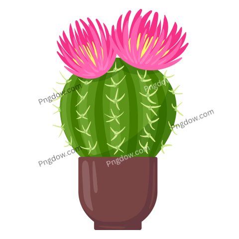 Potted cactus transparent background