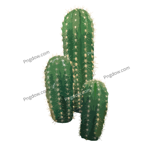 Cactus transparent background images