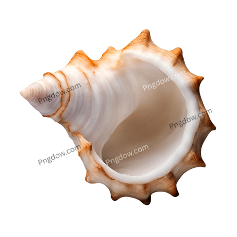Download Stunning Conch PNG Images for Free High Quality and Versatile Collection (14)