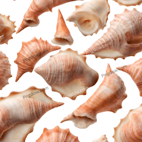 Download Stunning Conch PNG Images for Free High Quality and Versatile Collection (7)