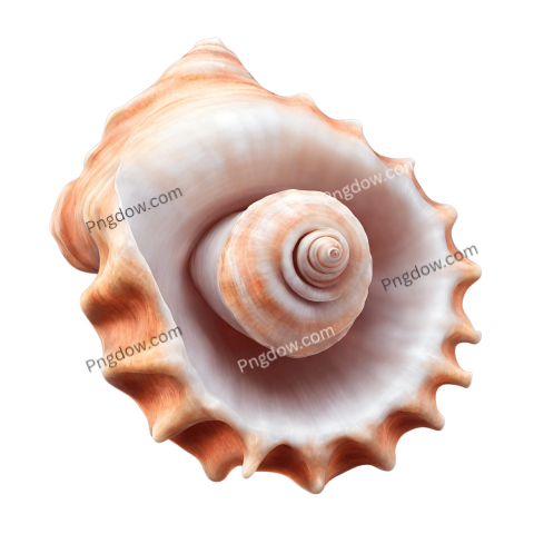 Download Stunning Conch PNG Images for Free High Quality and Versatile Collection