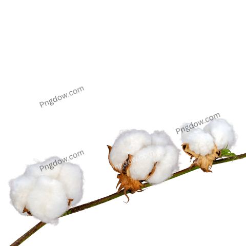 Free Download High Quality Cotton PNG Images for Your Projects (8)
