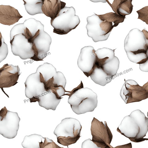Free Download High Quality Cotton PNG Images for Your Projects (12)