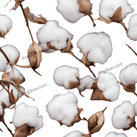 Free Download High Quality Cotton PNG Images for Your Projects (19)
