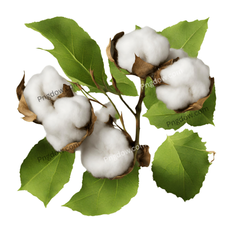 Download High Quality Cotton PNG Images