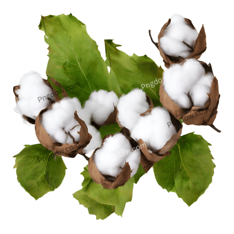 Download High Quality Cotton PNG Images for Your Projects