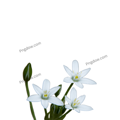 High Quality Edelweiss PNG Image with Transparent Background