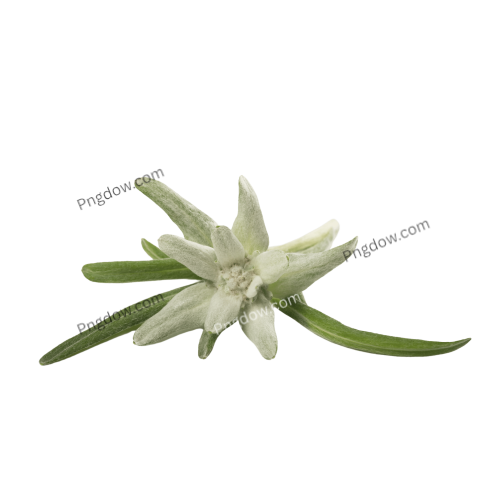 Stunning Edelweiss PNG Image with Transparent Background for Versatile Use