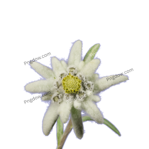 Stunning Edelweiss PNG Image with Transparent Background Download Now!