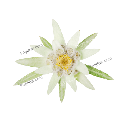 High Quality Edelweiss PNG Image with Transparent Background Download Now