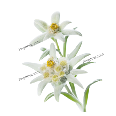 High Quality Edelweiss PNG Image with Transparent Background Download Now!
