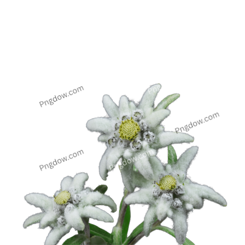 Download Edelweiss PNG Image with Transparent Background High Quality Edelweiss PNG
