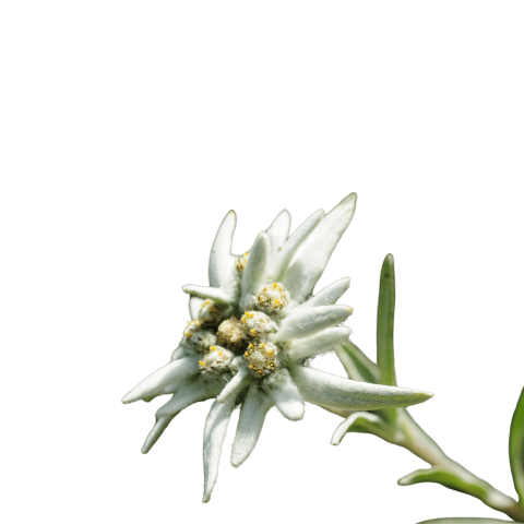 Stunning Edelweiss PNG Image with Transparent Background Free Download