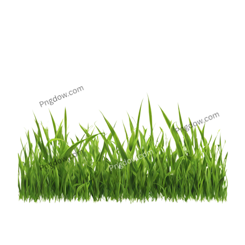 Stunning Grass PNG Image with Transparent Background Free Download
