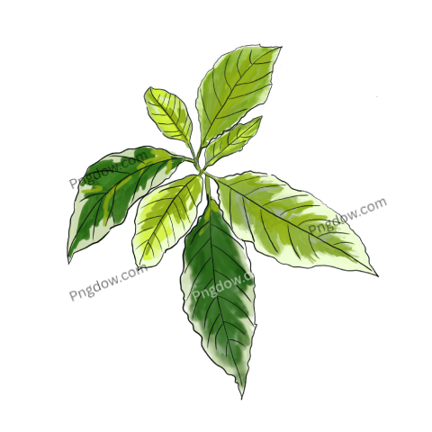 Stunning Green Leaf PNG Image with Transparent Background Perfect for Green Themed Designs