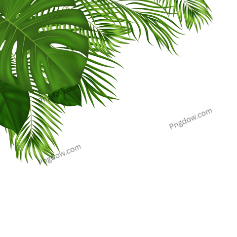 Stunning Green Leaf PNG Image with Transparent image