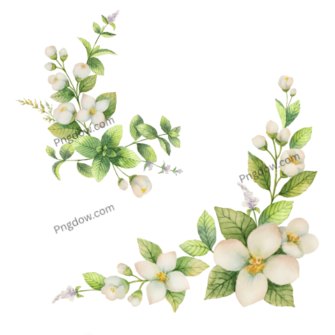 Download Stunning Green Leaf PNG Image with Transparent Background Perfect for Green Design Projects