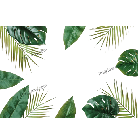 High resolution Jungle PNG