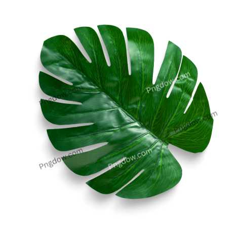 Stunning Jungle PNG Image with Transparent Background Download Now!