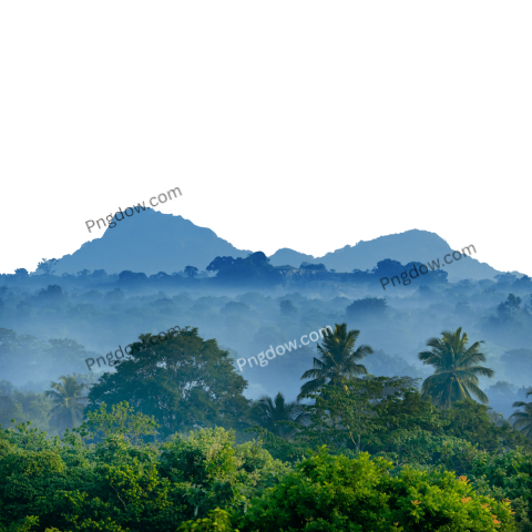 Jungle PNG transparent background