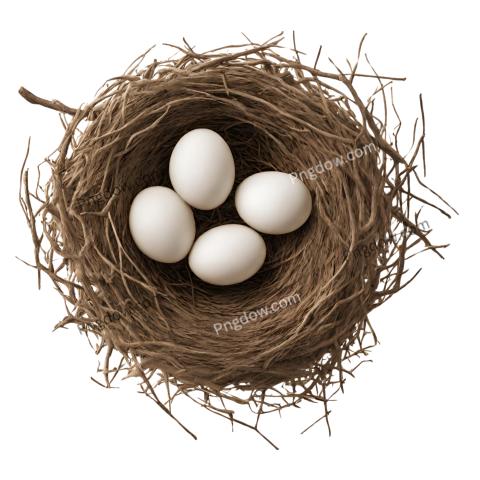 High Quality Nest PNG Image with Transparent Background