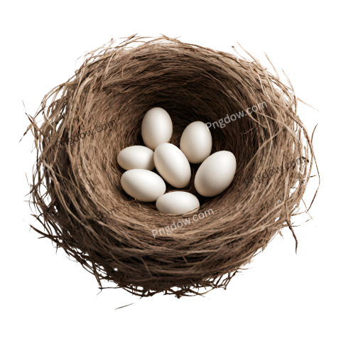 Stunning Nest PNG Image with Transparent Background for Versatile Use