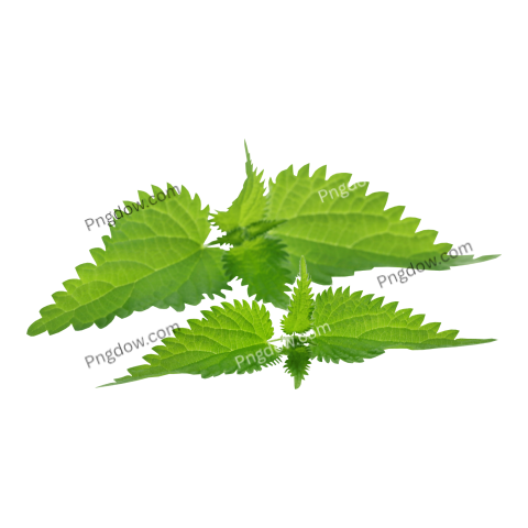 High Quality Nettle PNG Image with Transparent Background   Download Now