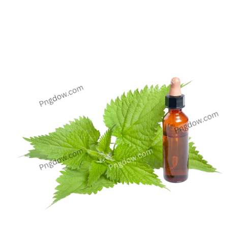 High Quality Nettle PNG Image with Transparent Background
