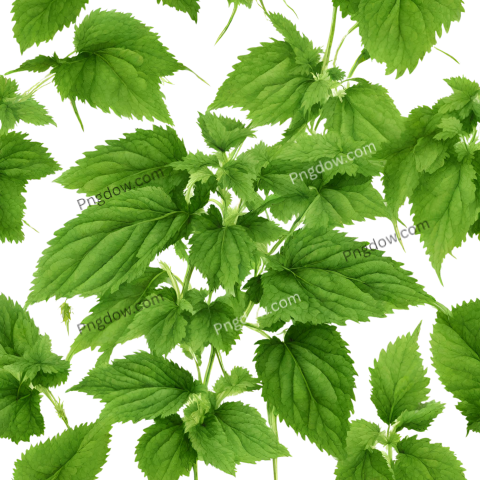 Stunning Nettle PNG Image with Transparent Background for Versatile Use