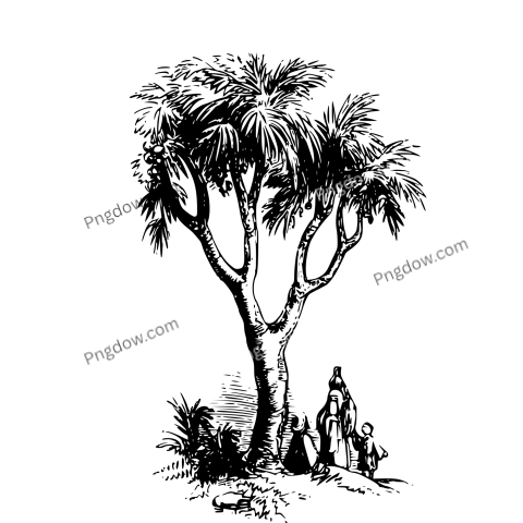 Palm tree png image for free