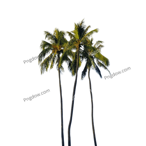 Palm tree beer logo png, Palm tree png