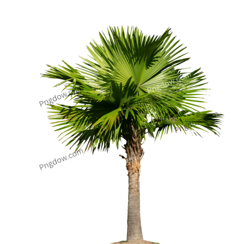 Stunning Palm tree PNG Image with Transparent Background Downloaded